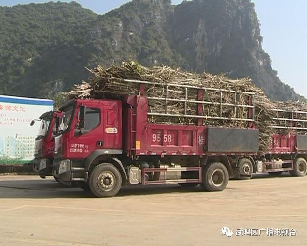 武鸣榨季预计产糖约11.5万吨,销售收入可达7亿元 @微今日武鸣